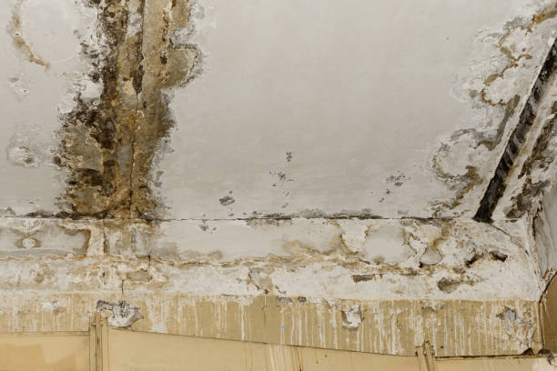 Best Mold Remediation for Vacation Homes  in Westwood, KY