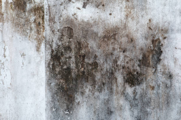 Best Mold Odor Removal Services  in Westwood, KY