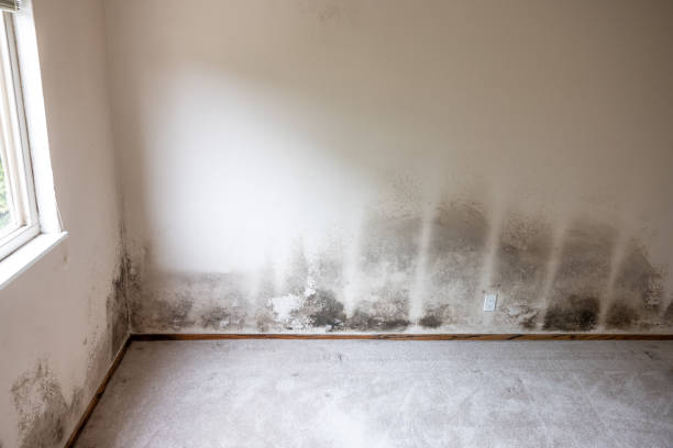 Best Environmental Consulting for Mold Prevention  in Westwood, KY