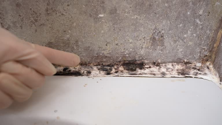 Mold Removal for HVAC Installations in Westwood, KY